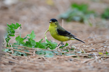 Southwest USA Beautiful Yellow and Black Male Lesser Goldfinch are bright yellow below with glossy black cap white patches in wings, they have a black tail white corners.