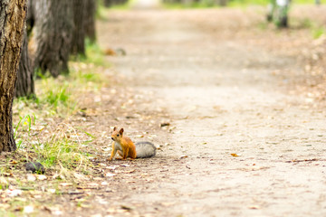squirrel in the park