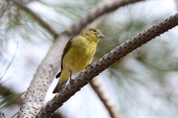 Southwest USA Beautiful Pale Olive Yellow Female Lesser Goldfinch dull yellow underparts, and black wings marked whitish wingbars. With short, pointed gray bill