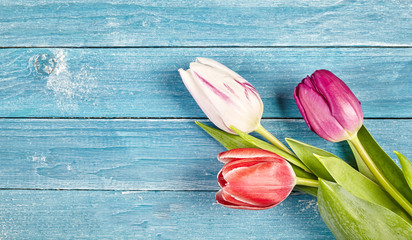 Three fresh spring tulips with copy space