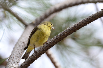Southwest USA Beautiful Pale Olive Yellow Female Lesser Goldfinch dull yellow underparts, and black wings marked whitish wingbars. With short, pointed gray bill