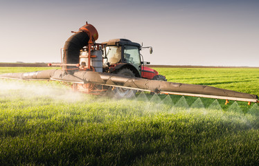 Obraz premium Tractor spraying wheat field