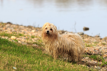Havaneser Hund am Srand