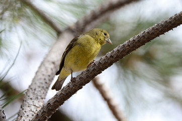 Southwest USA Beautiful Pale Olive Yellow Female Lesser Goldfinch dull yellow underparts, and black wings marked whitish wings. With short, pointed gray bill Short tail pale yellow dull olive wing
