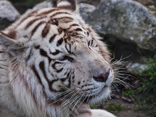 White bengal tiger - head closeup shot
