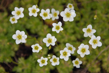 Saxifraga cesium, or setlista (Saxifraga caesia)