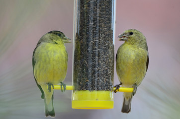 Southwest USA Beautiful Male and Female Yellow Lesser Goldfinch Males are bright yellow below with a glossy black cap and white patches in the wings Females are Pale Olive Yellow.
