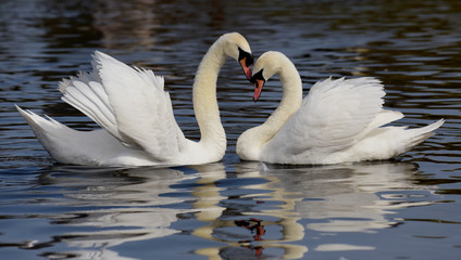 Mute Swan, cygnus olor