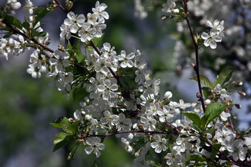 Flowers of the garden cherry