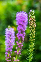 Fototapeta premium flowering purple loosestrife plant (Lythrum Salicaria)
