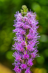 flowering purple loosestrife plant (Lythrum Salicaria)
