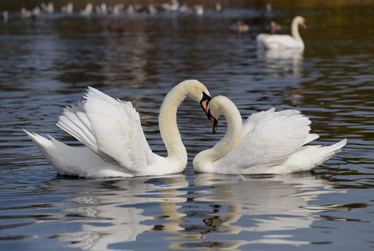 Mute Swan, cygnus olor