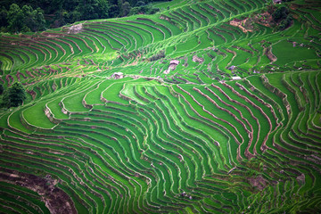 Fototapety  Tarasowe pola ryżowe w powiecie Yuanyang, Yunnan, Chiny
