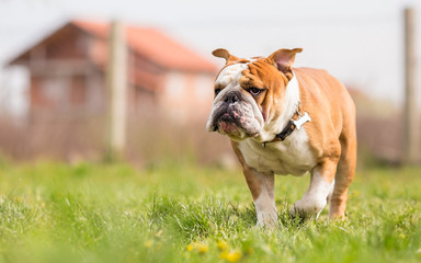 Fototapeta premium Portrait of English Bulldog in the garden