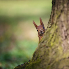 Naklejka na ściany i meble Squirrel looking from behind a tree. Small depth of field