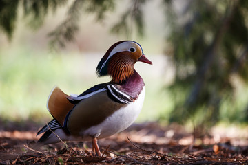 The male mandarin ducks