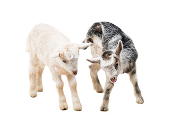 small goats isolated