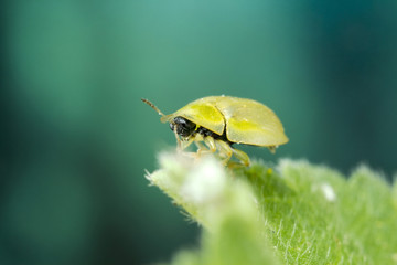 Tortoise Shell Beetle Macro Photograph