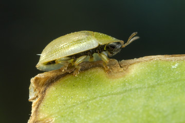 Tortoise Shell Beetle Macro Photograph