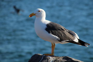Fototapeta premium Dominikanermöwe
