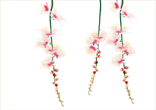 barringtonia flowers  ,pink flowers on white background  vector illustration