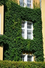 Urban House with Green Walls