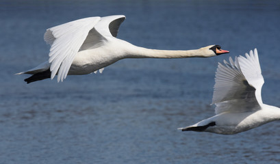 Mute Swan, cygnus olor