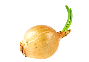 Onion bulb with growing greens isolated on white background