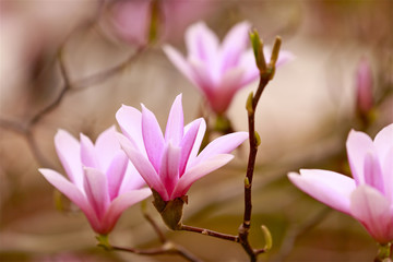 Fototapeta premium Magnoliengarten