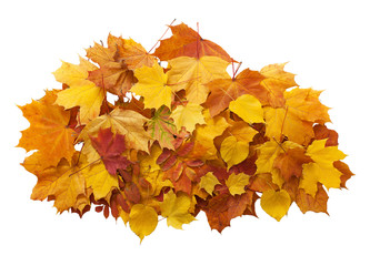 Autumn. golden leaves maple isolated.