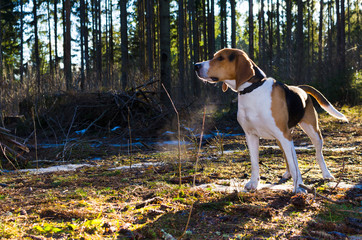 Dog in the forest stay and wait. summer day