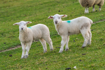 Obraz premium Lämmer