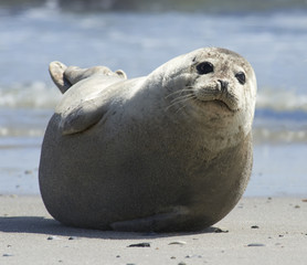 Fototapeta premium Baby grey seal moving forward at the beach at dune, helgoland, germany