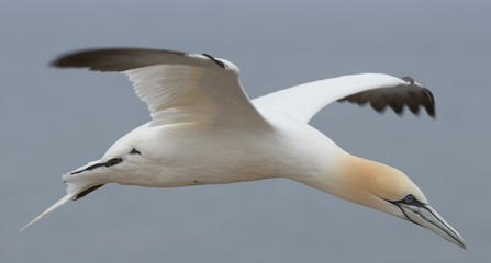 Northern gannet preparing to land on Helgoland, Germany
