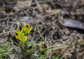 Ladybug on a yellow flower in the spring forest