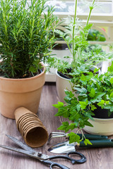 Plants with flowers and herbs in garden