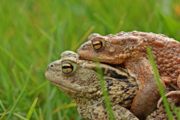 Erdkrötenpaar (Bufo bufo) auf Wanderschaft
