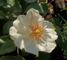 White dog-rose close-up