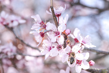 Fototapeta premium Flowering apricot branch
