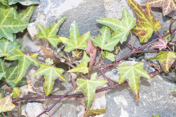 Ivy branch and Granite