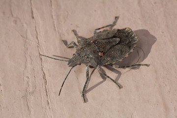 Four-humped Stink Bug (Brochymena quadripustulata)