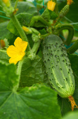 Growing cucumber in and its flower
