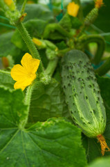 Yellow flower of cucumber and ripe vegetable behind