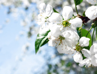 Fototapeta na wymiar Blooming cherry