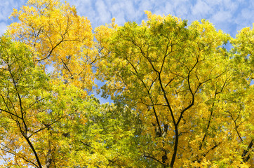 Fototapeta premium Bitter nut leaves.