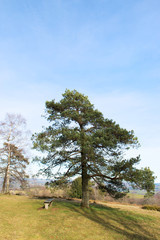 beech trees in winter