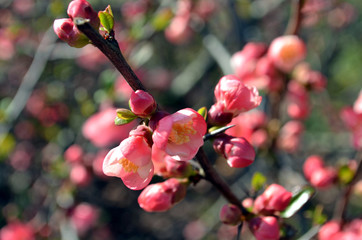 pink blossom in the park