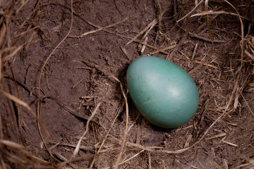 Naklejka na ściany i meble egg in a nest focused