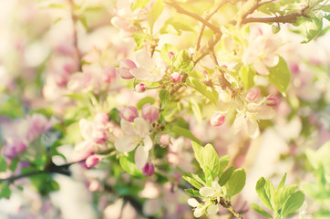 Apple tree flower blossoming at spring time, floral sunny vintage natural background