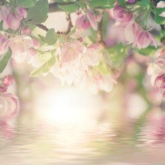 Apple tree flower blossoming at spring time, floral sunny vintage natural background with water reflection